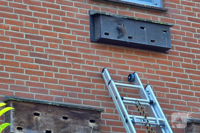 Zwaluw door brandweer bevrijdt uit nestkast