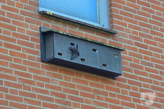 Zwaluw door brandweer bevrijdt uit nestkast