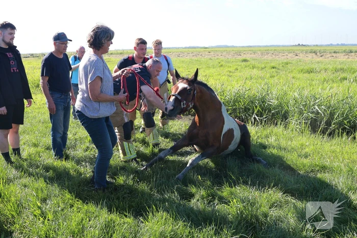 Paard succesvol gered uit sloot
