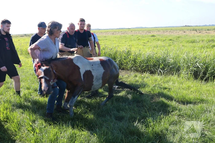 Paard succesvol gered uit sloot