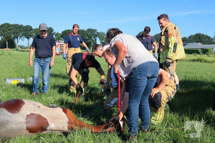 Paard succesvol gered uit sloot