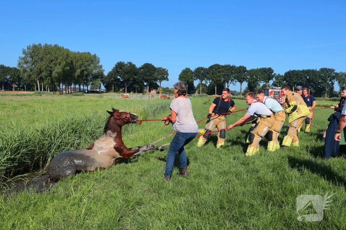 Paard succesvol gered uit sloot