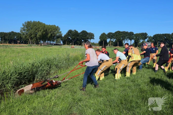 Paard succesvol gered uit sloot