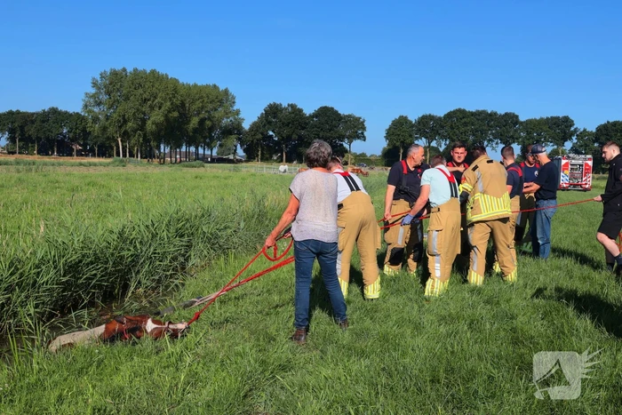 Paard succesvol gered uit sloot