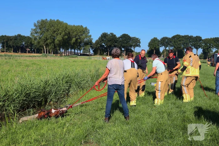 Paard succesvol gered uit sloot