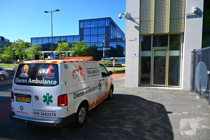 Brandweer redt kraai uit benarde positie
