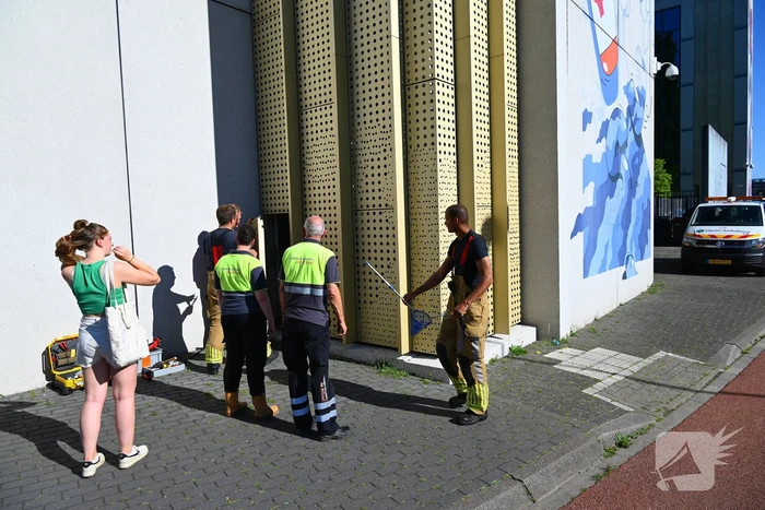 Brandweer redt kraai uit benarde positie