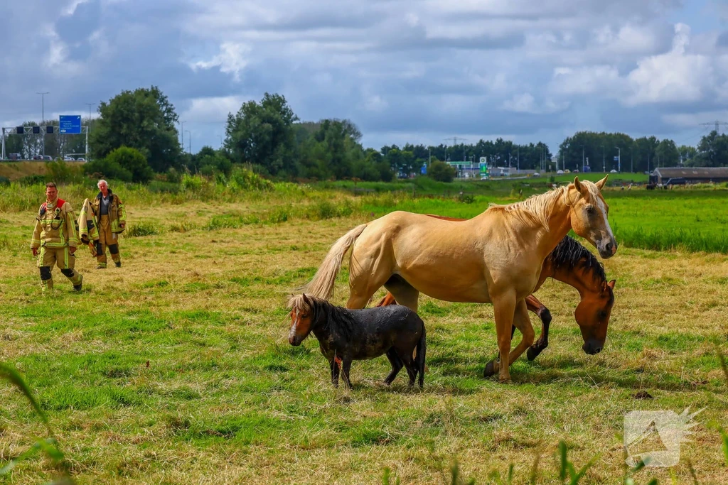 Landsmeer