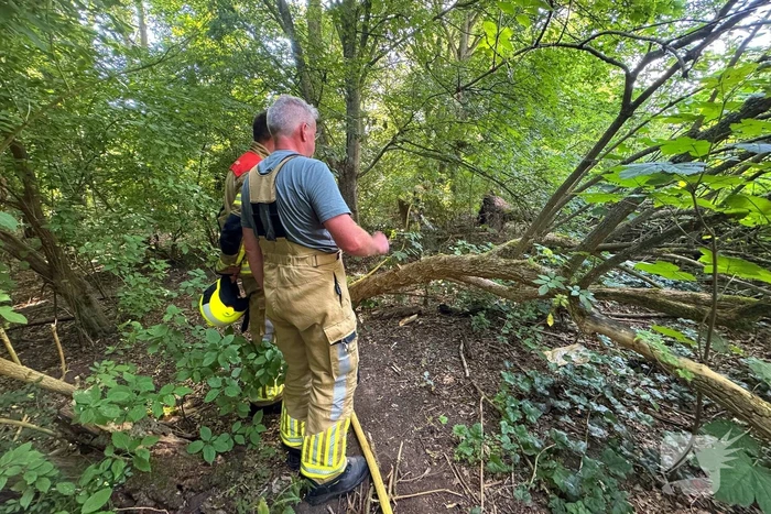 Omstander helpt brandweer met blussen van brand in bosschage