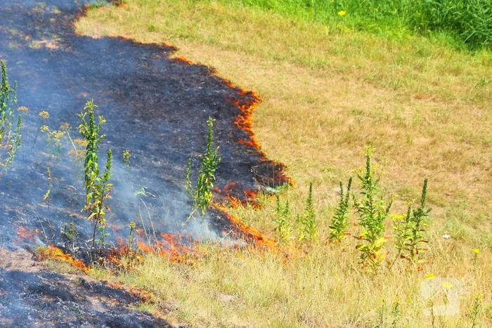 Brand in berm en struikgewas