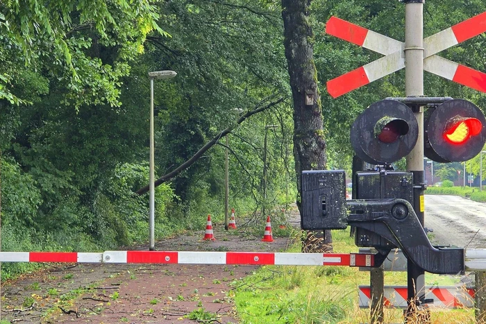 Trein stuit op boom op spoor