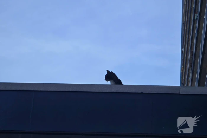 Spannend avontuur voor kat