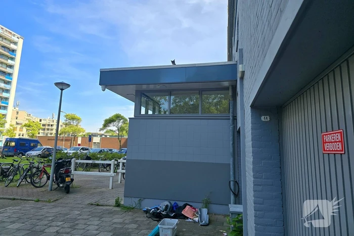 Spannend avontuur voor kat