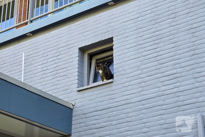 Spannend avontuur voor kat