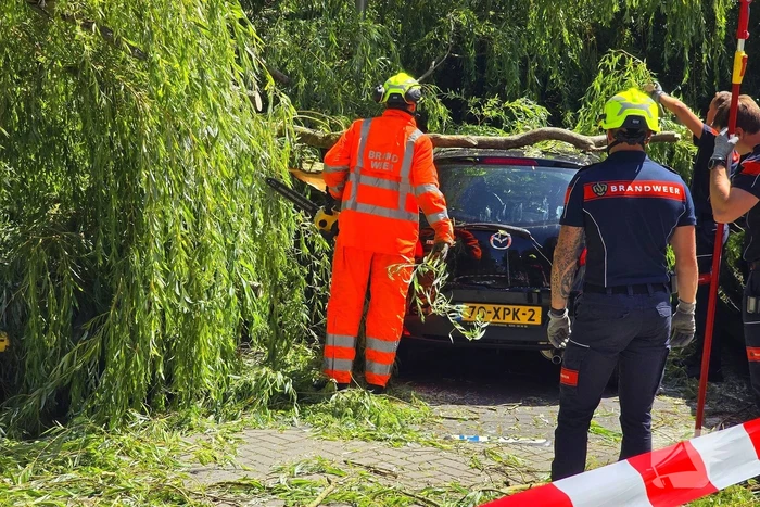 Drie auto's beschadigd door omvallende boom