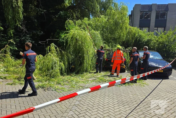 Drie auto's beschadigd door omvallende boom