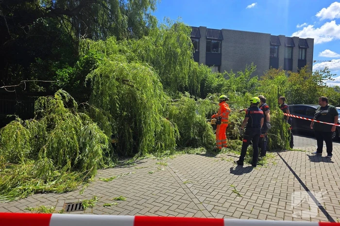 Drie auto's beschadigd door omvallende boom