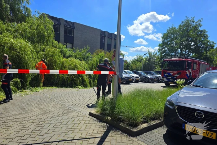 Drie auto's beschadigd door omvallende boom