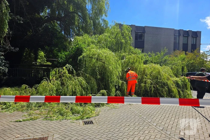 Drie auto's beschadigd door omvallende boom
