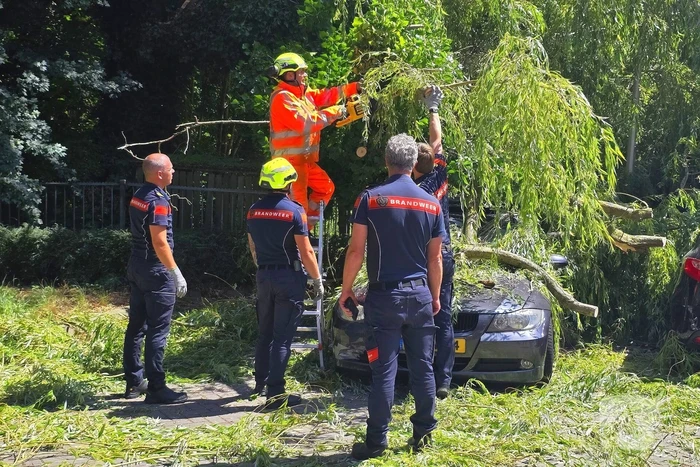 Drie auto's beschadigd door omvallende boom