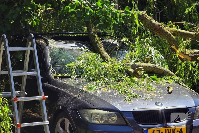 Drie auto's beschadigd door omvallende boom
