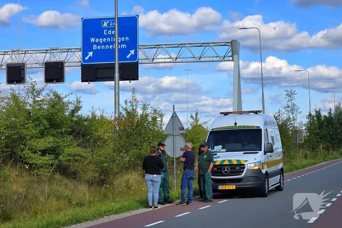 Hond aangereden door automobilist op snelweg