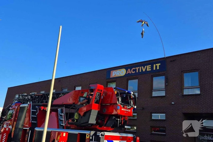 Brandweer bevrijdt vogel uit vlieger