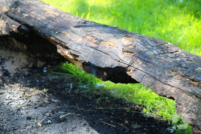 Brandweer blust boomstam na oversteek