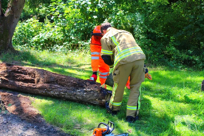 Brandweer blust boomstam na oversteek