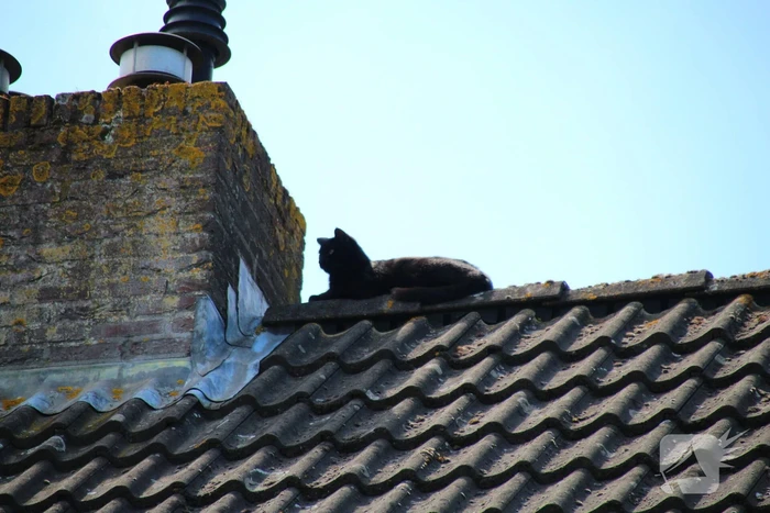 Dierenambulance in actie voor vastzittende kat