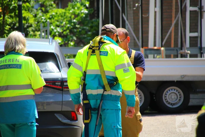 Dierenambulance in actie voor vastzittende kat