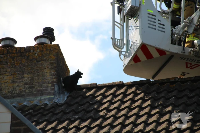 Dierenambulance in actie voor vastzittende kat