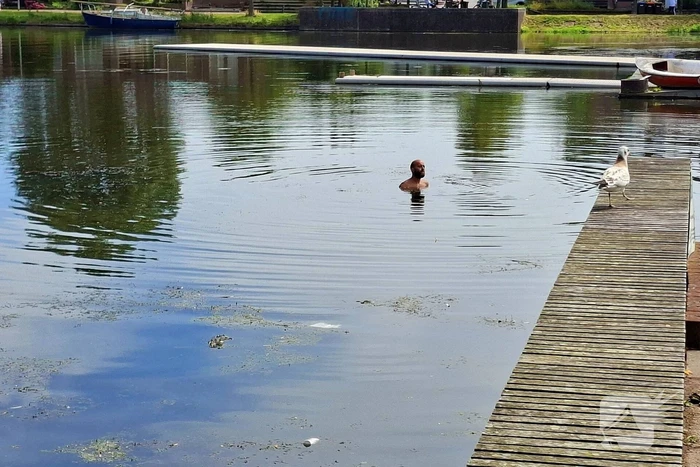 Hulpdiensten reageren op persoon in het water