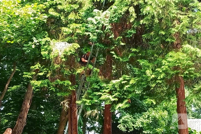 Brandweer meermaals ingezet voor kat in boom