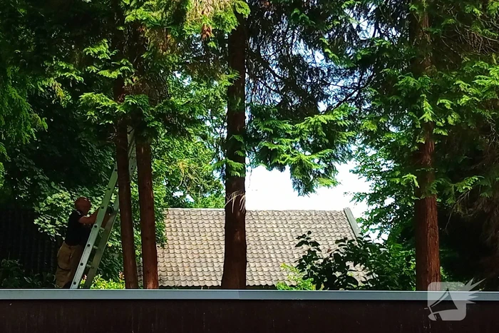 Brandweer meermaals ingezet voor kat in boom
