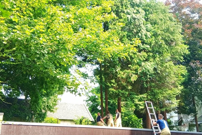 Brandweer meermaals ingezet voor kat in boom