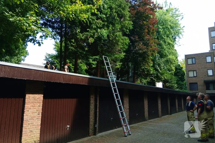 Brandweer meermaals ingezet voor kat in boom