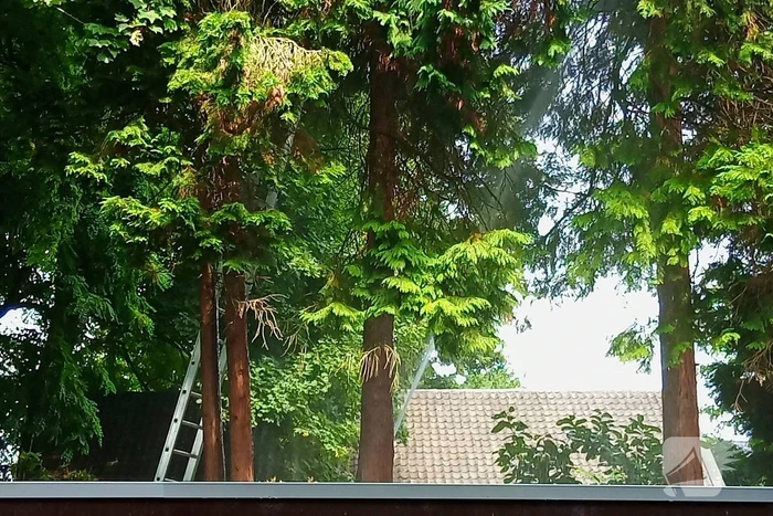 Brandweer meermaals ingezet voor kat in boom