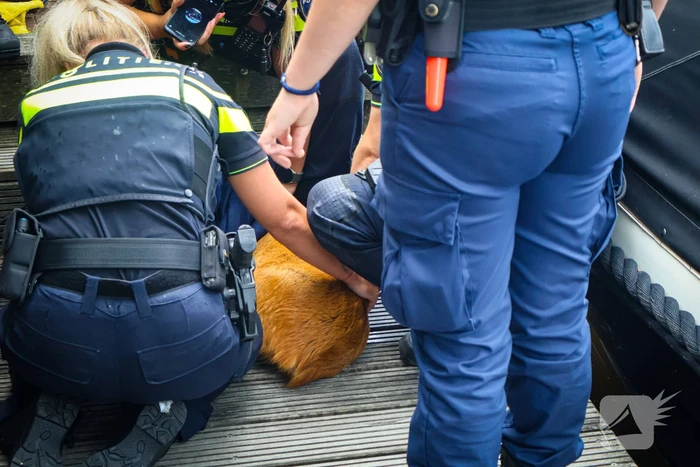 Hert gered uit de Rijn na sprongetje te water