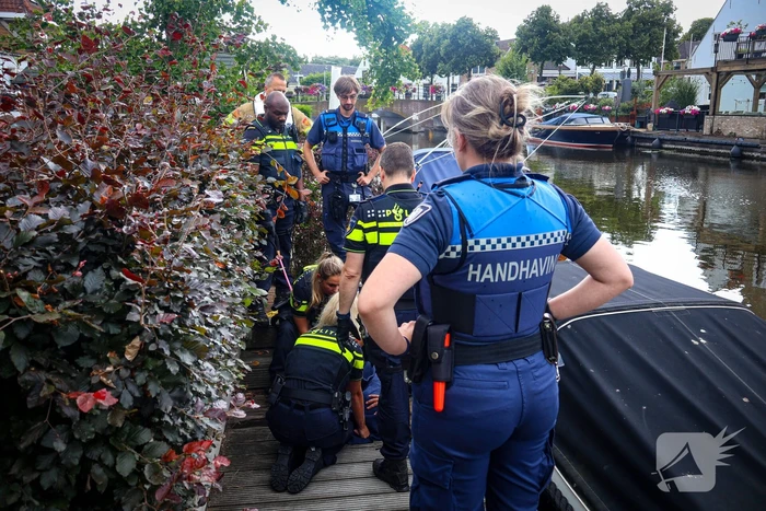 Hert gered uit de Rijn na sprongetje te water