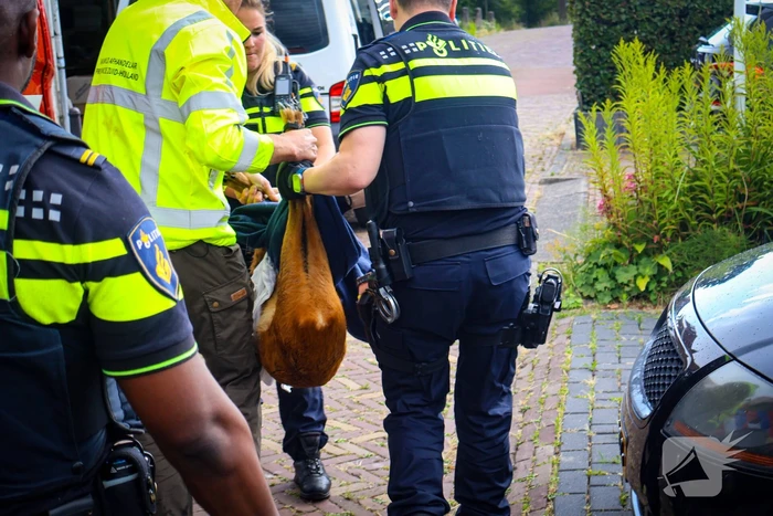 Hert gered uit de Rijn na sprongetje te water