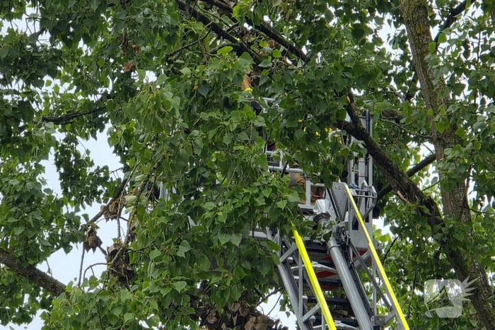 Brandweer verwijdert gevaarlijke boomtak