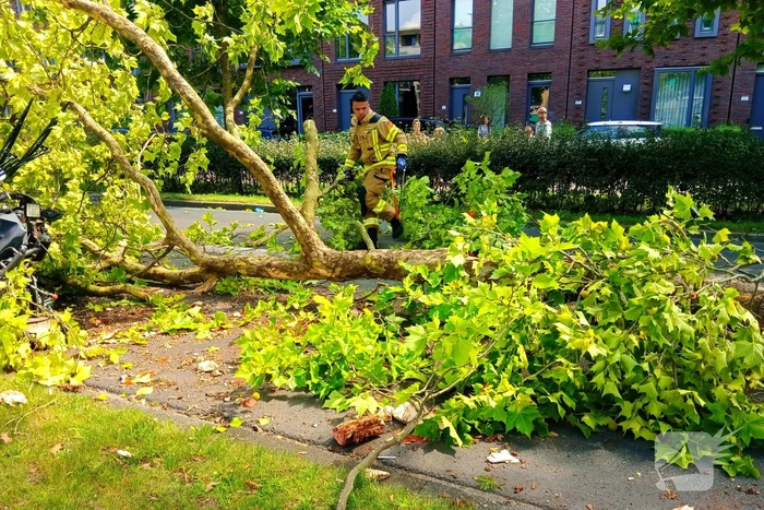 Veegwagen botst op boom