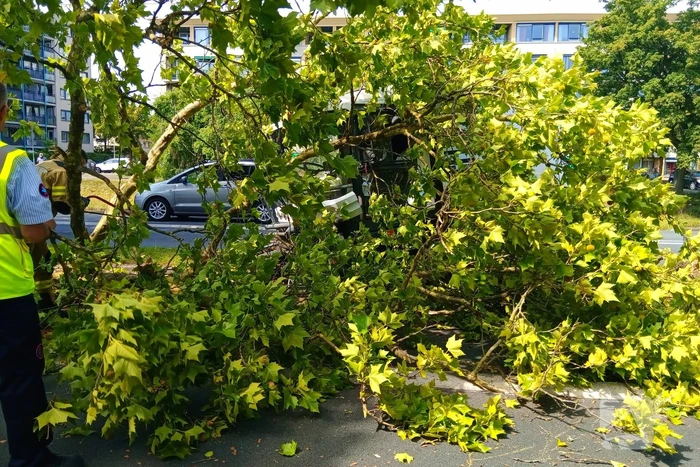 Veegwagen botst op boom