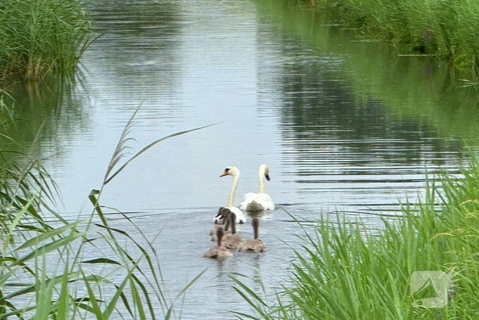 Jonge zwaan gered en herenigd met moeder