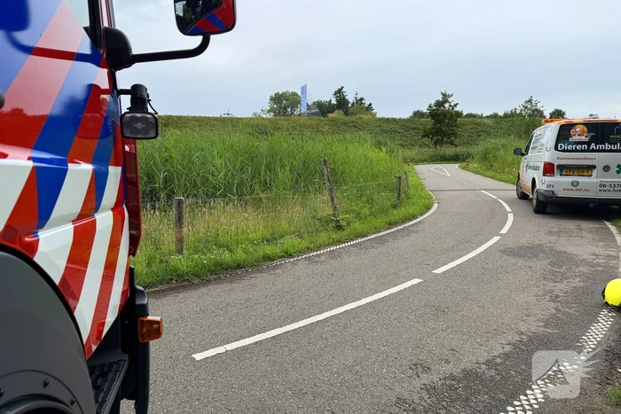 Jonge zwaan gered en herenigd met moeder