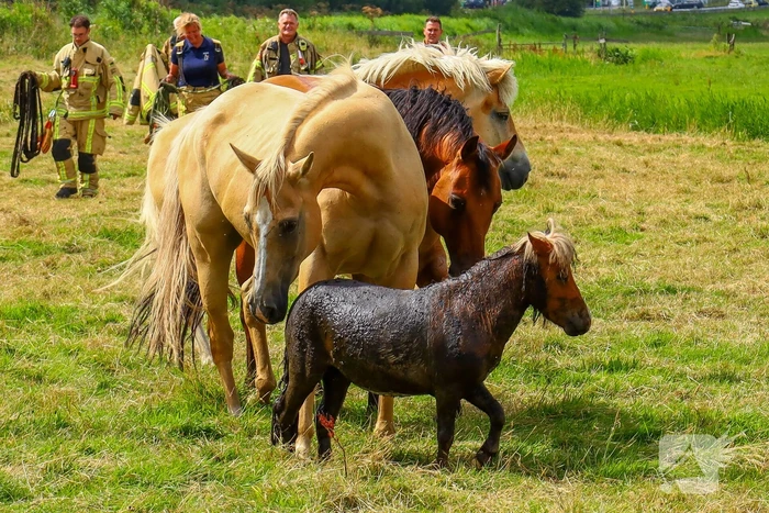 Brandweer redt pony uit moddersloot
