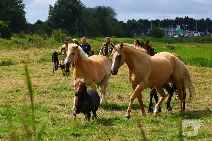 Brandweer redt pony uit moddersloot