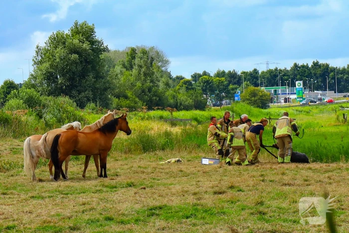 Brandweer redt pony uit moddersloot