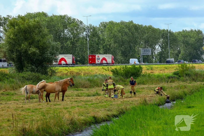 Brandweer redt pony uit moddersloot